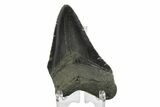 Partial Megalodon Tooth - Sharply Serrated #172177-2